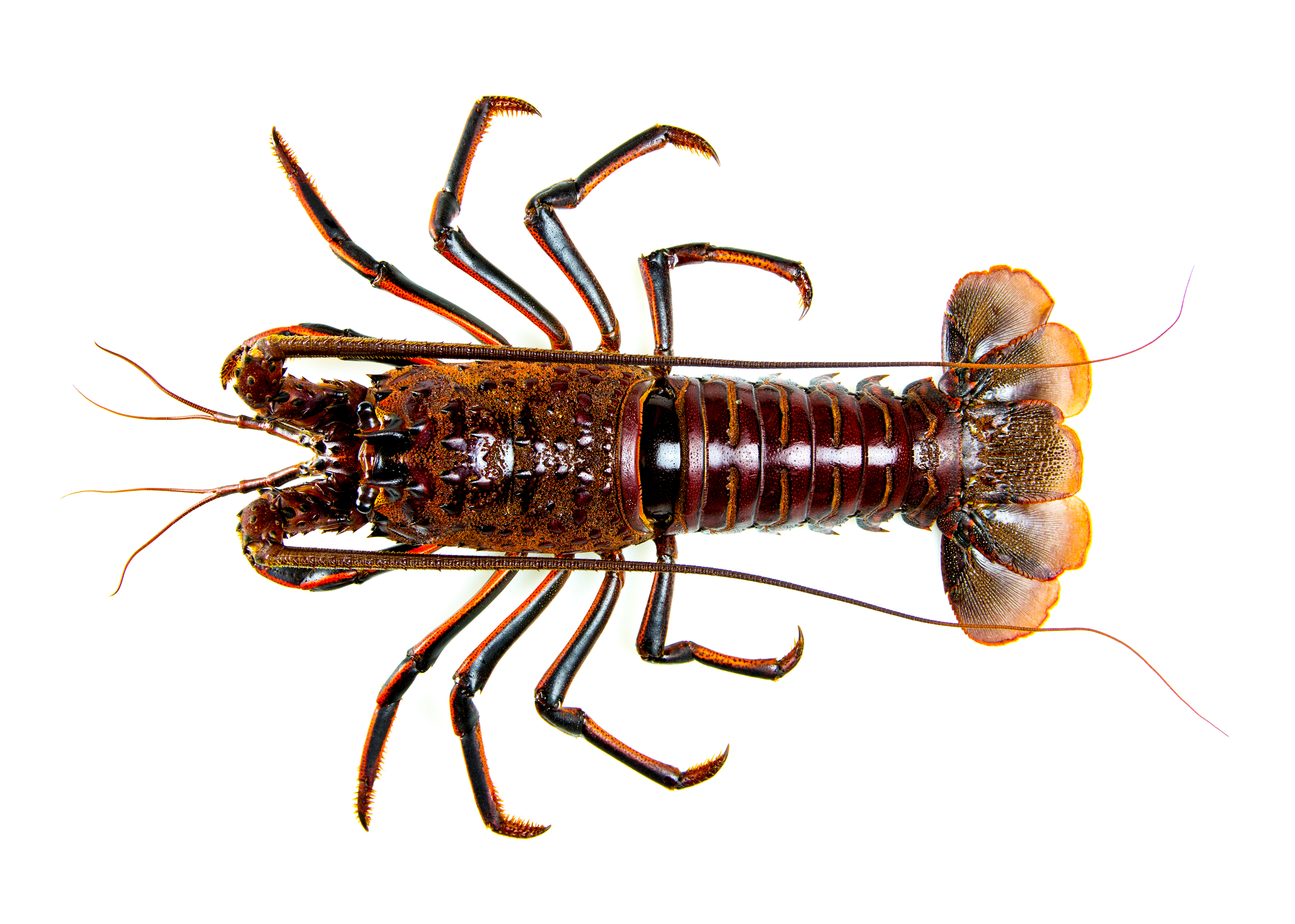 California Spiny Lobster