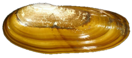 Razor clam