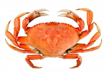 DungenessCrab